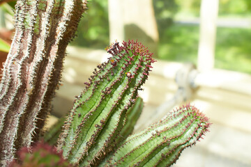 Cardon Cactus with  flower growing in Dublin, Ireland.