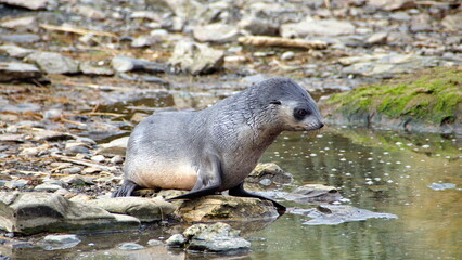 Obraz premium Antarctic fur seal (Arctocephalus gazella) pup by a lake at Jason Harbor on South Georgia Island