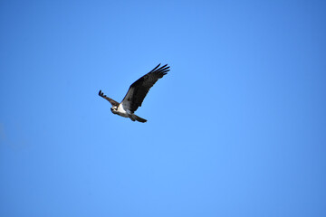 Amazing Osprey Flying in a Blue Sky