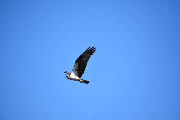 Amazing Flying Osprey Bird with Blue Skies
