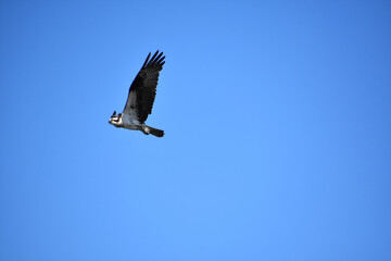 Amazing Osprey Bird in Flight Looking for Prey