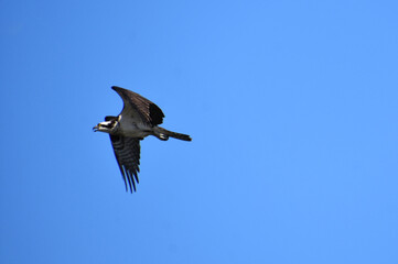 Osprey Bird with Wings Folded in Flight