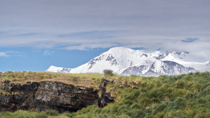 Snow covered mountains rising up behind a field of tussock grass at Jason Harbor on South Georgia...