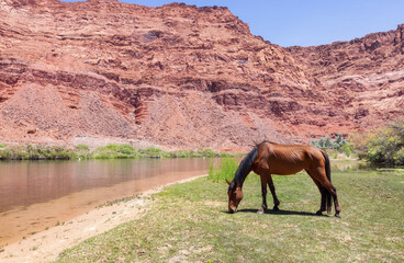 Wild Horse by Colorado River in Glen Canyon, Arizona, United States of America. American Mountain Nature Landscape Background. Sunny Morning