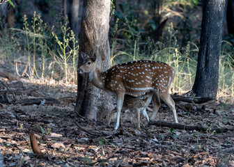 Deer feeding its fawn