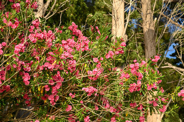 Pink flowers of oleander. Blooming Nerium oleander in summer day at the sea. Oleander bush.