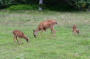 Naklejka na ściany i meble A female deer with her two Fawns at Oceans Shores in Washington, USA. 