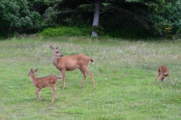 A female deer with her two Fawns at Oceans Shores in Washington, USA. 