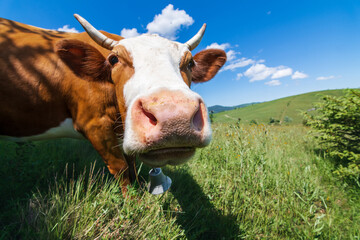 Young red cow in a pasture on a background of mountains. cow on the background of mountains. Cows...