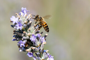 Fototapeta premium gros plan d'abeille butinant
