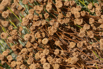 fleurs de santoline fanée