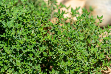 gros plan de thym citron