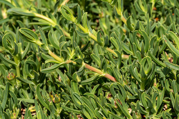 gros plan de griffe de sorci&egrave;re