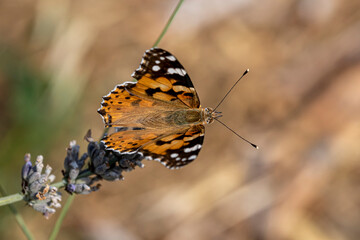 macro de vanesse