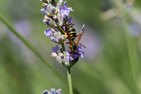 gu&ecirc;pe polistes chinensis