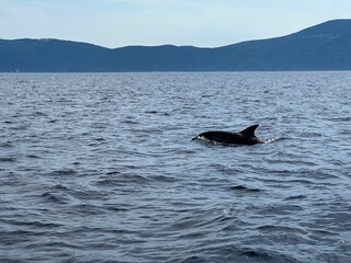 Fototapeta premium Delfine in der Adria