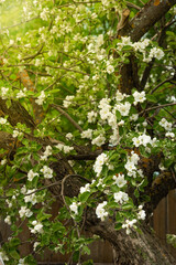 Obraz premium An apple tree with blooming flowers.