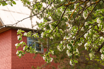 Fototapeta na wymiar An apple tree with blooming flowers.