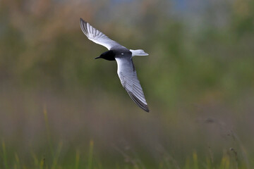 White-winged tern // Weißflügelseeschwalbe (Chlidonias leucopterus) Greece // Griechenland