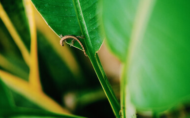 Gecko in Thailand