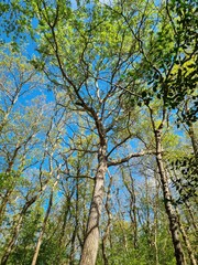 Fototapeta premium View into the tree tops of the 