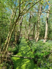 Obraz premium Boggy canal of water in the 