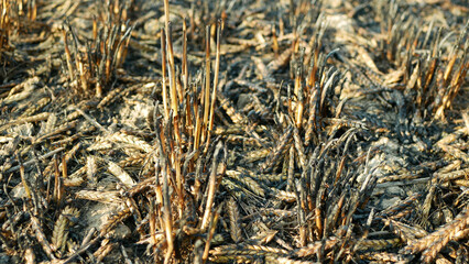 Fields fire blaze barley after flame wild drought dry black earth ground catastrophic pity damage Hordeum vulgare vegetation cereals stand green natural disaster burnt down