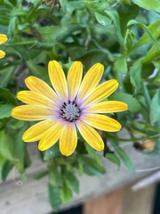 yellow flower in a garden