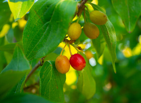 Red and green ripe dogwood berries Cornus mas on a branch on a Sunny day in Greece