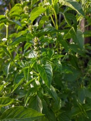 Seeet basil green plant with flowers growing