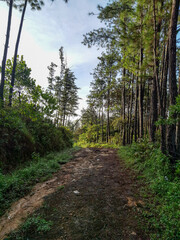 Cerro Viejo Veraguas