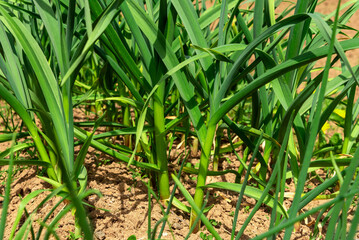 Fototapeta premium Spring planting of garlic in the garden on the bed.