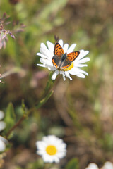 Schmetterling  Kleine Feuerfalter 