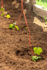 Planting young cucumber seedlings in a greenhouse.