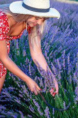 Fototapeta na wymiar A beautiful blonde woman is cutting lavender with a sickle outdoors on a picturesque lavender field. 