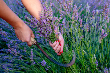 Hands of a young woman cutting lavender with a sickle outdoors in a lavender field. Close up.