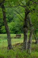 Wooden bench at the edge of a small pond, seen through trees, with a forested hill behind. Quiet, pensive mood. Selective focus on bench and trees in foreground, soft focus on grass and hillside.
