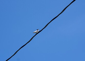 Small white and blue bird on heavy electrical or phone cable, on diagonal, against deep, clear blue sky. Bird on a wire. Copy Space.