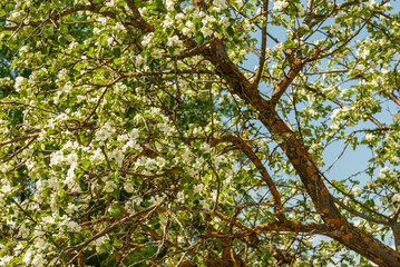 Fototapeta premium An apple tree with blooming flowers.