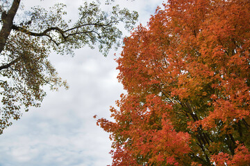 autumn leaves on a tree