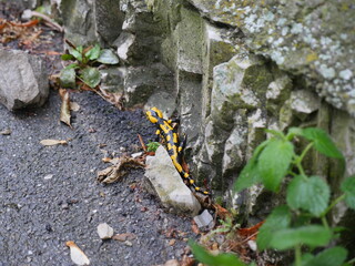 Eidechse,Lurch, Salamander, gelb schwarz