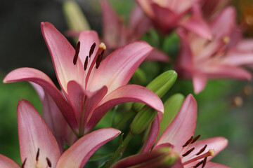 Bouquet of large Lilies. Lilium belonging to the Liliaceae. Blooming orange tender Lily flower. Pink orange Stargazer Lily flowers background. Closeup of stargazer lilies and green foliage. Summer