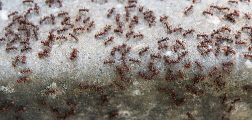 large group of red fire ants swarming a stone
