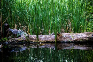old tree trunk in a reed grass field at a natural park lake