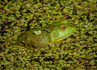 Bullfrog