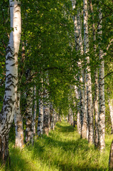 Fototapeta premium Birch alley at sunset. Vertical background
