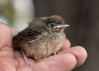 Junger Vogel auf einer Hand