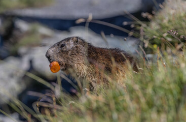 Murmeltier frisst karotte