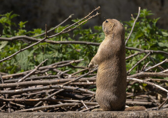 Präriehund steht wache