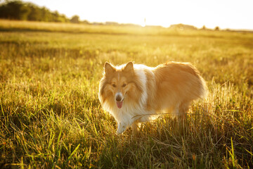 Sheltie - fluffy shetland sheepdog in the field during a golden sunset.